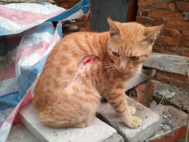 猫咪受伤怎么处理铲屎官要了解,猫咪意外受到重伤怎么治疗