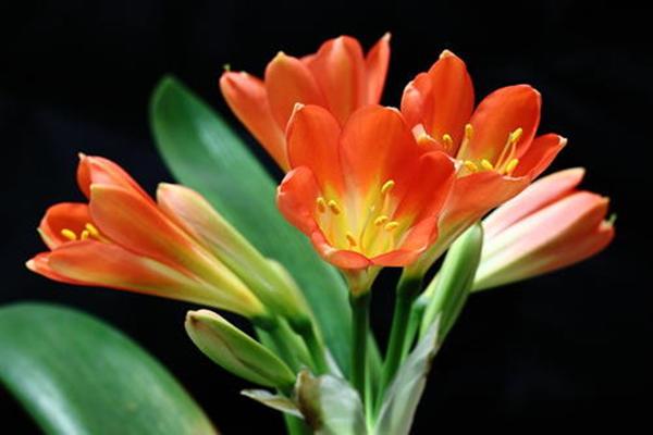 君子兰开花后怎么样使结籽成熟,君子兰长红果怎么处理