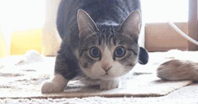 猫咪眼睛都是啥样的,猫咪眼睛有多冷知识