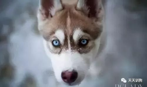 天气冷怎么照顾狗狗,天气冷应该给狗狗注意什么呢