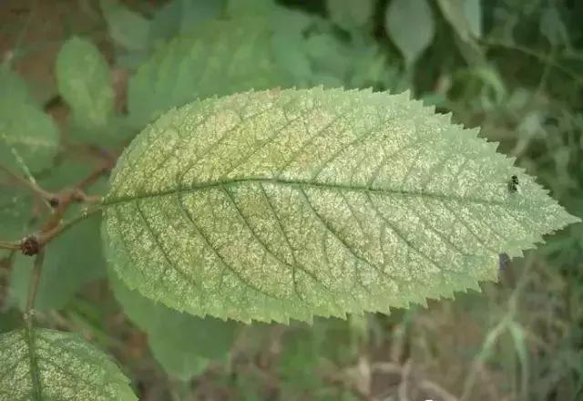 大樱桃病虫害全年防治方法有哪些,大樱桃病虫害全年防治方法直播间