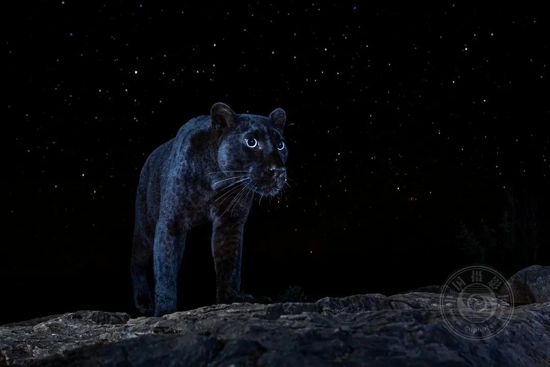 2022索尼世界摄影大赛自然类 (索尼世界摄影大赛自然组作品精选)