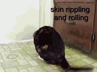 猫咪最近很有攻击性是得病了吗,猫咪精神疾病会导致死亡吗