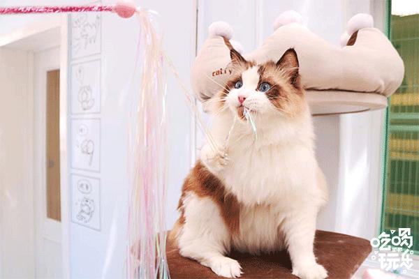 软萌暴击！邯郸这家高颜值猫咖上线，“吸猫”终于提上日程！