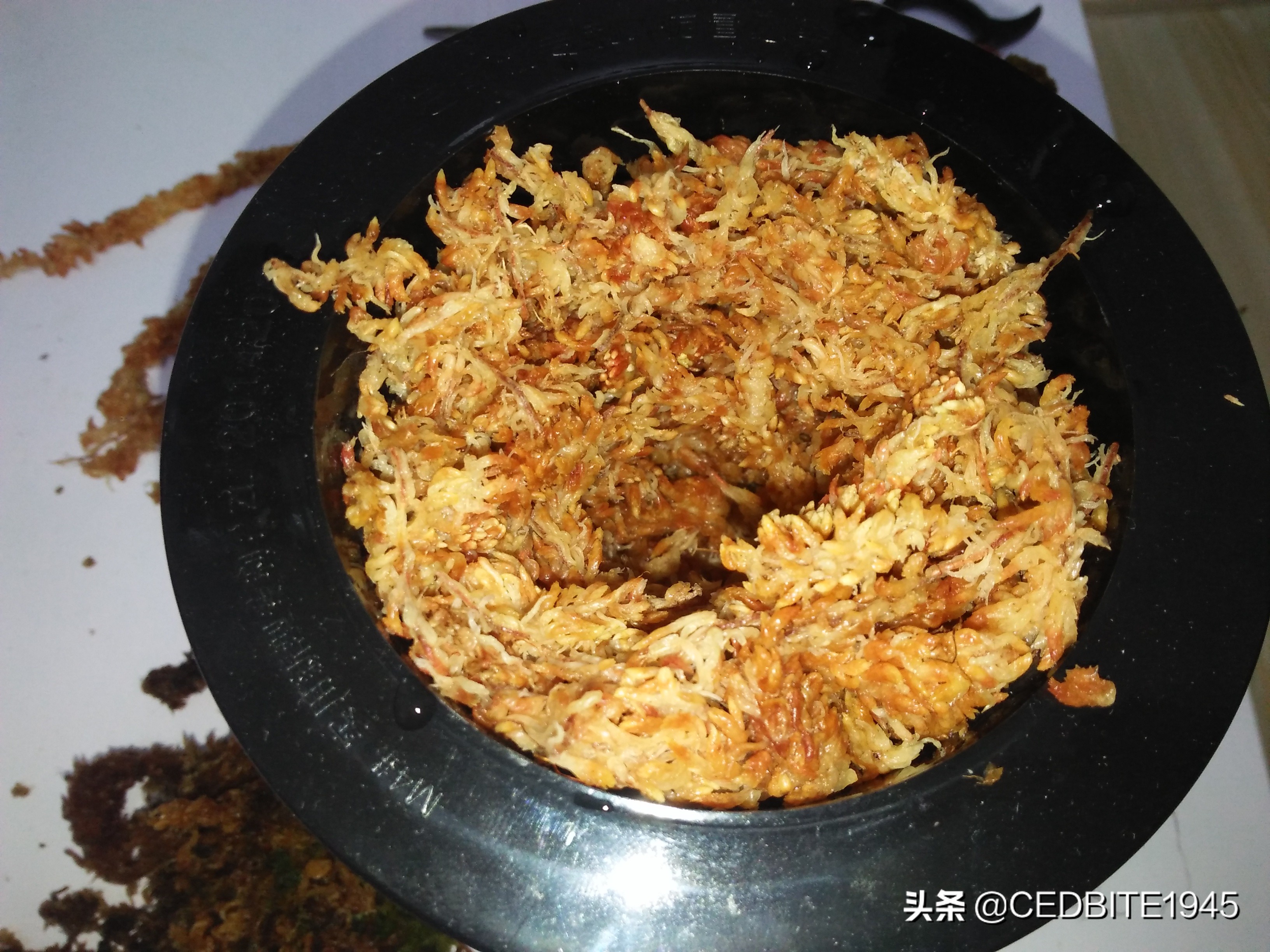 捕虫效率最高的食虫植物——茅膏菜种植攻略