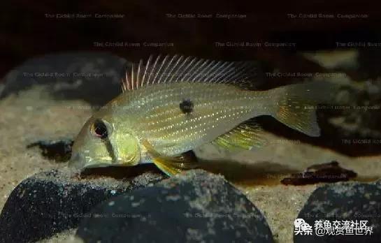 食土鲷一般多大尺寸,食土鲷哪个品种小一点