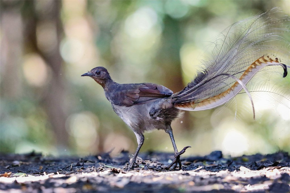 野外发现的奇特鸟,原始山林发现奇怪的鸟
