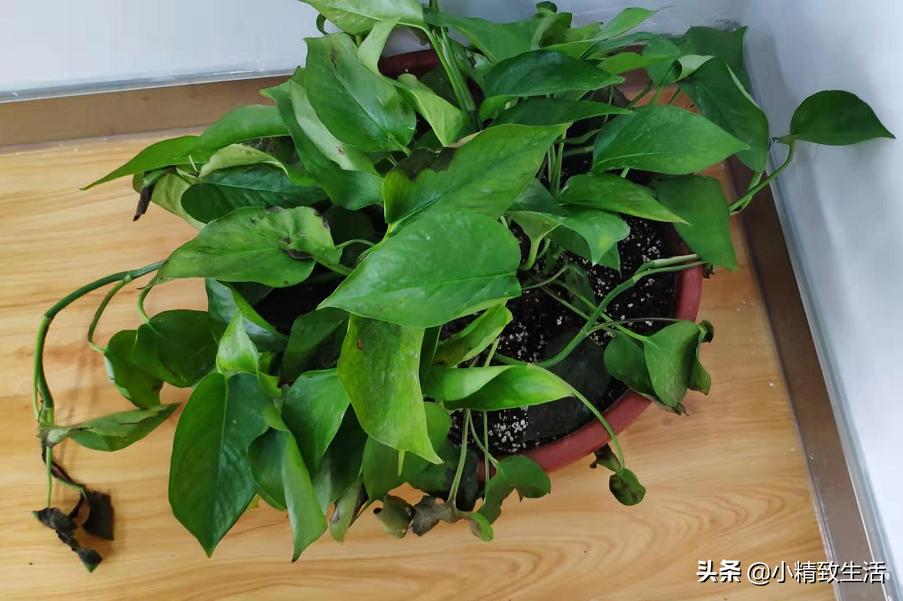 绿萝怎么养成一面墙,怎么让绿萝爬满柱子