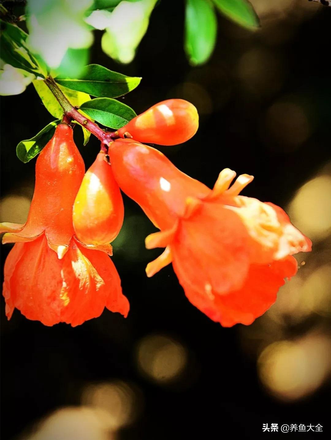 一至十二月的花期,12月到2月份的花期
