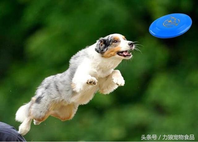 狗狗冷知识500条,狗狗柯基冷知识