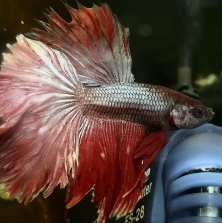 外国女子救下崩溃男子,外国女生救斗鱼