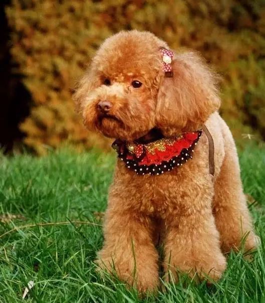 45种名犬大全,72种名犬图片附介绍