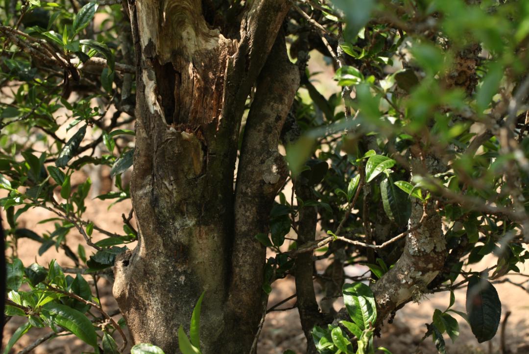 锅底塘和梅子箐区别,锅底塘梅子箐古树茶