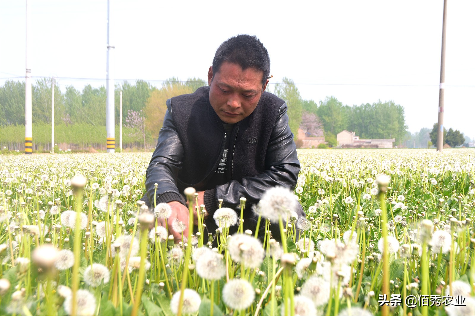 承包农田种黄豆和小麦能赚钱吗,一亩田种植农作物的利润