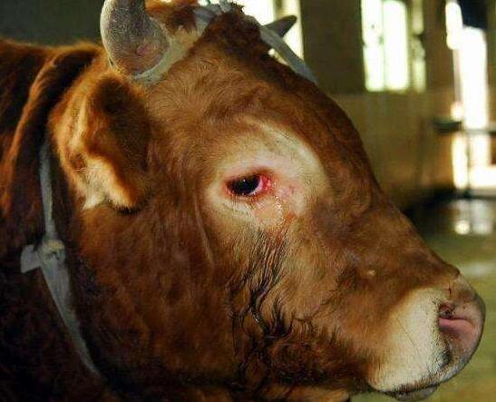 牛结膜炎最佳治疗方法,牛的传染性结膜炎怎么治疗