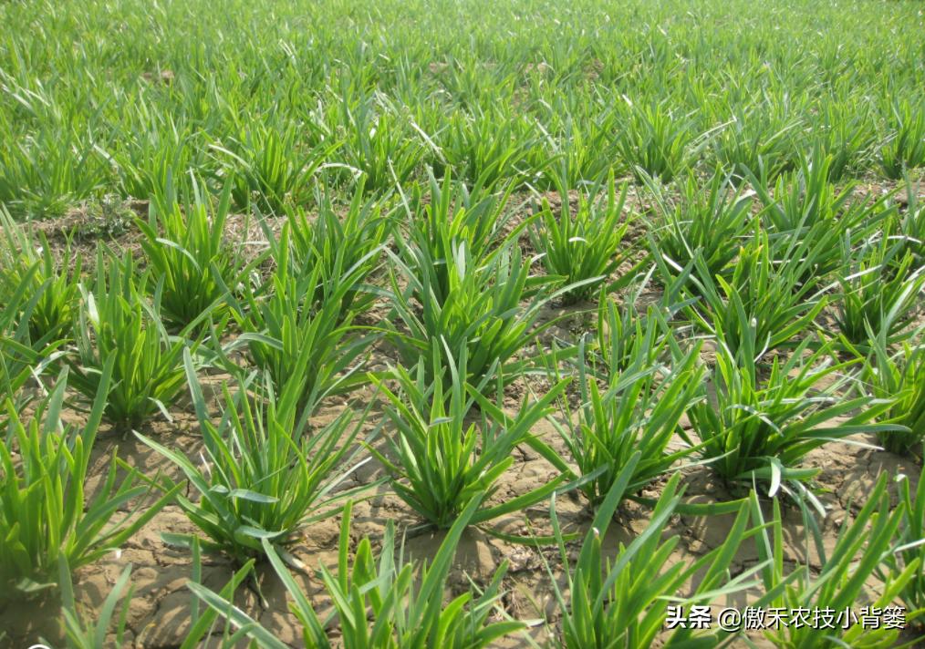 韭菜几天能出苗几月份种韭菜最好,韭菜移栽多久开始施肥