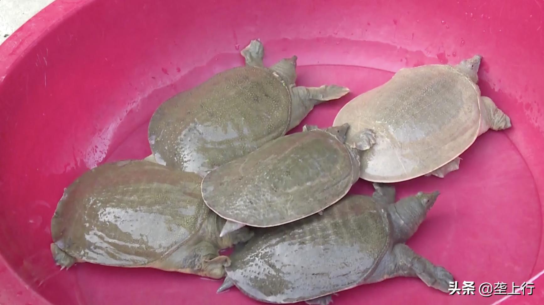 一月卖出500多斤!十堰残疾小伙玩转短视频,把甲鱼卖到全国