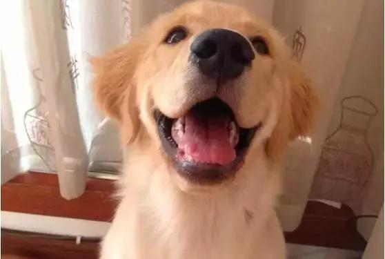 备孕家里的毛孩子怎么办,毛孩子发情期注意事项