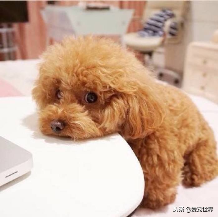 泰迪为什么这么粘人,泰迪突然不粘主人怎么回事