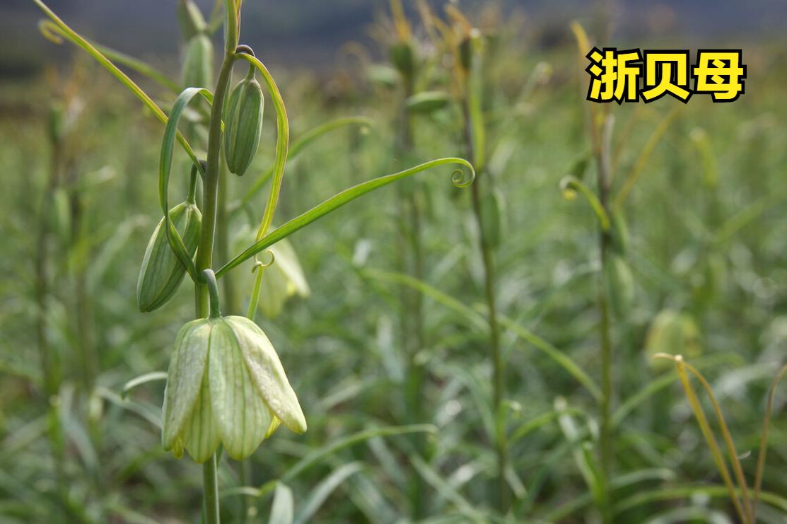 桑杏汤清燥救肺汤,桑杏汤可治肺燥失音吗