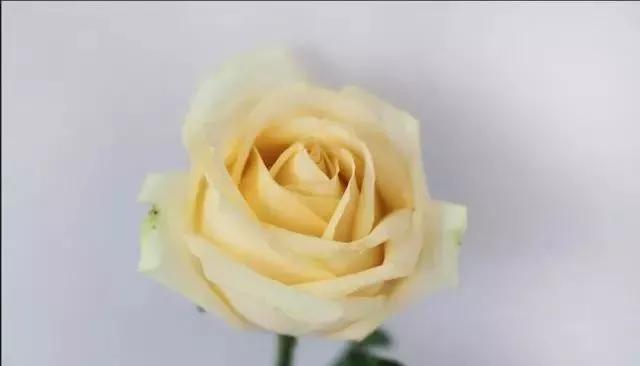 每天学习一点点——100种玫瑰品种科普