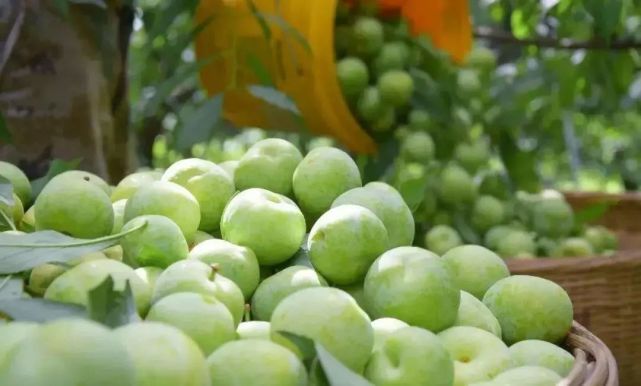 晚熟汶川青脆李,汶川青脆李几月份成熟