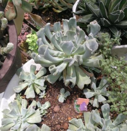 多肉植物特玉莲怎么养,多肉玉缀徒长了怎么办