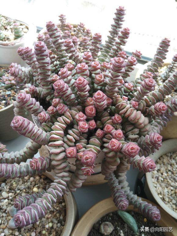 多肉怎么养才能爆盆教程,多肉小钱串的养殖方法图解