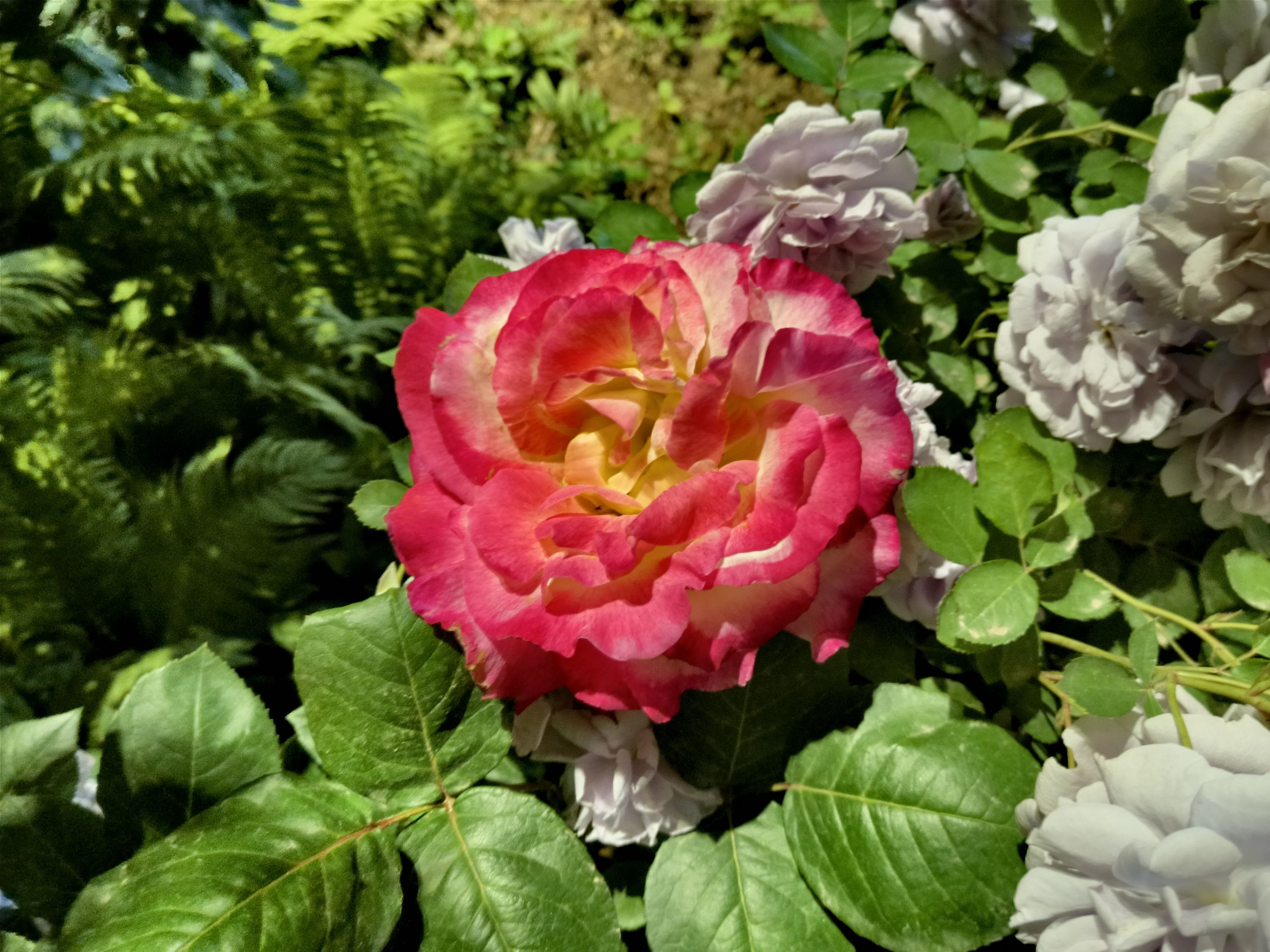 荣耀play5曝光66w快充加持,荣耀play5畅享50plus