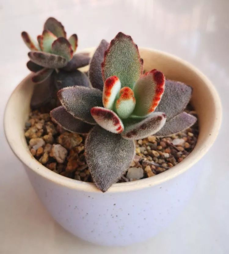 一花一世界多肉园艺,一花一世界一叶一菩提多肉植物