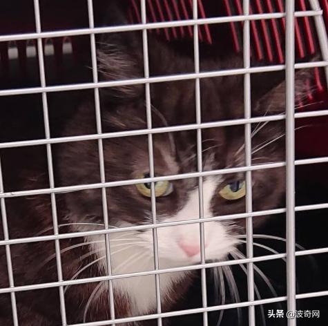 活体宠物塞入“盲盒”，拆开后是狗狗尸体！卖家：玩不起别买