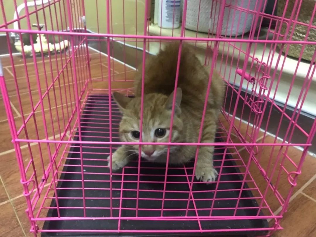 央视直播间猫叫背后原因,央视养猫辟谣