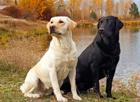 养的拉布拉多感觉特别笨正常吗,超多人养的狗狗不一定适合你