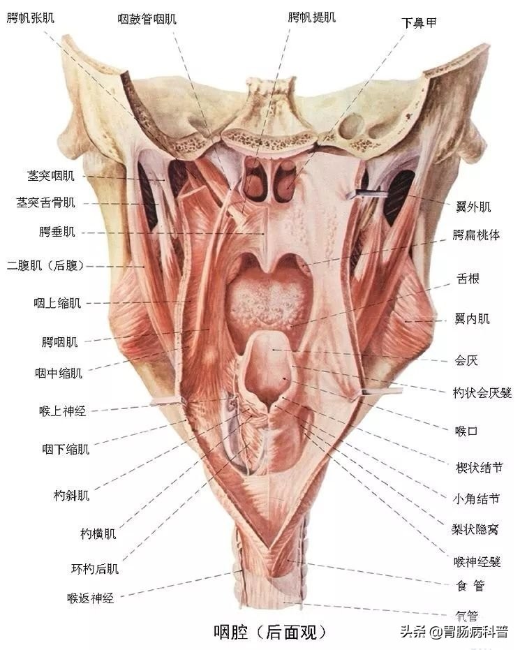 护考消化系统解剖图谱详解,消化系统解剖生理教学