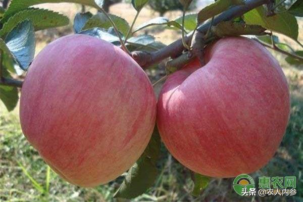 苹果手机价格最新行情今天,苹果市场批发价格最新行情