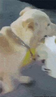 搞笑gif永远不要相信任何人,朋友圈gif背景搞笑