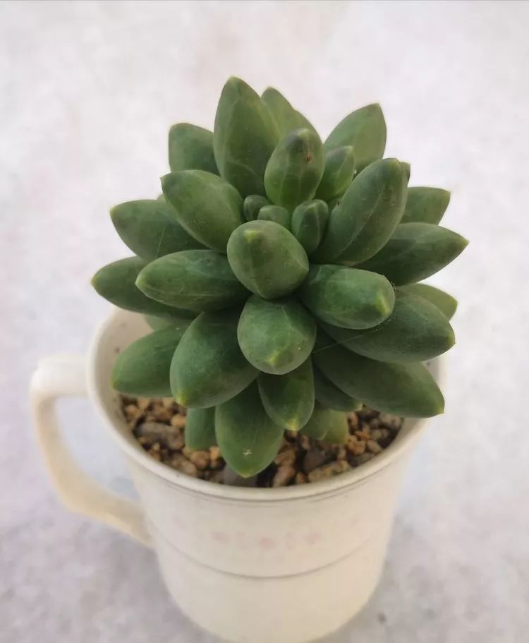 最美的20种多肉,15种最美的多肉