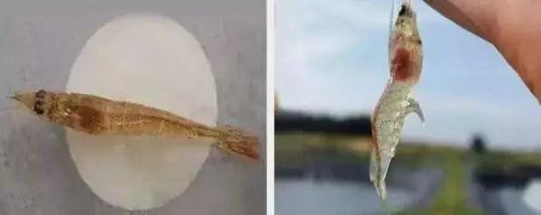 对虾肠炎后吃料慢处理方法,对虾吃料慢肠道变细怎么办