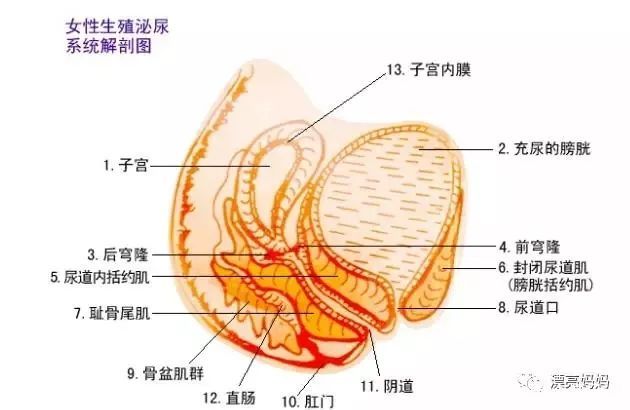 产后恢复最佳时间表,产后恢复时间表瑜伽