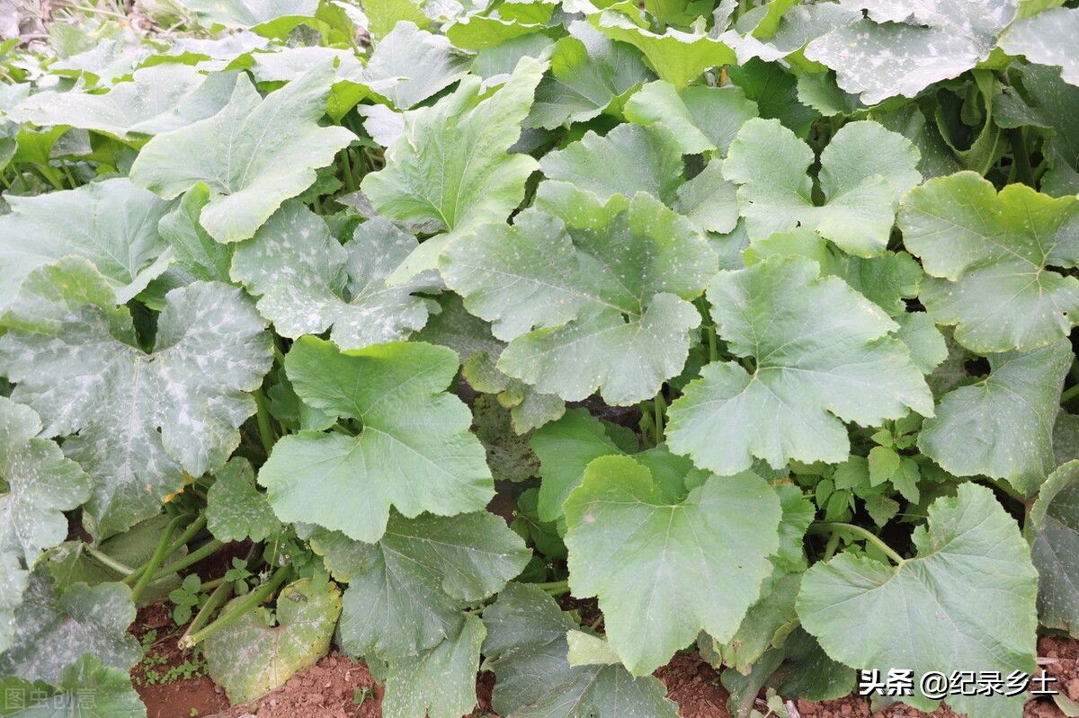 南瓜秧的头有什么好处,南瓜秧能吃吗它的功效是什么