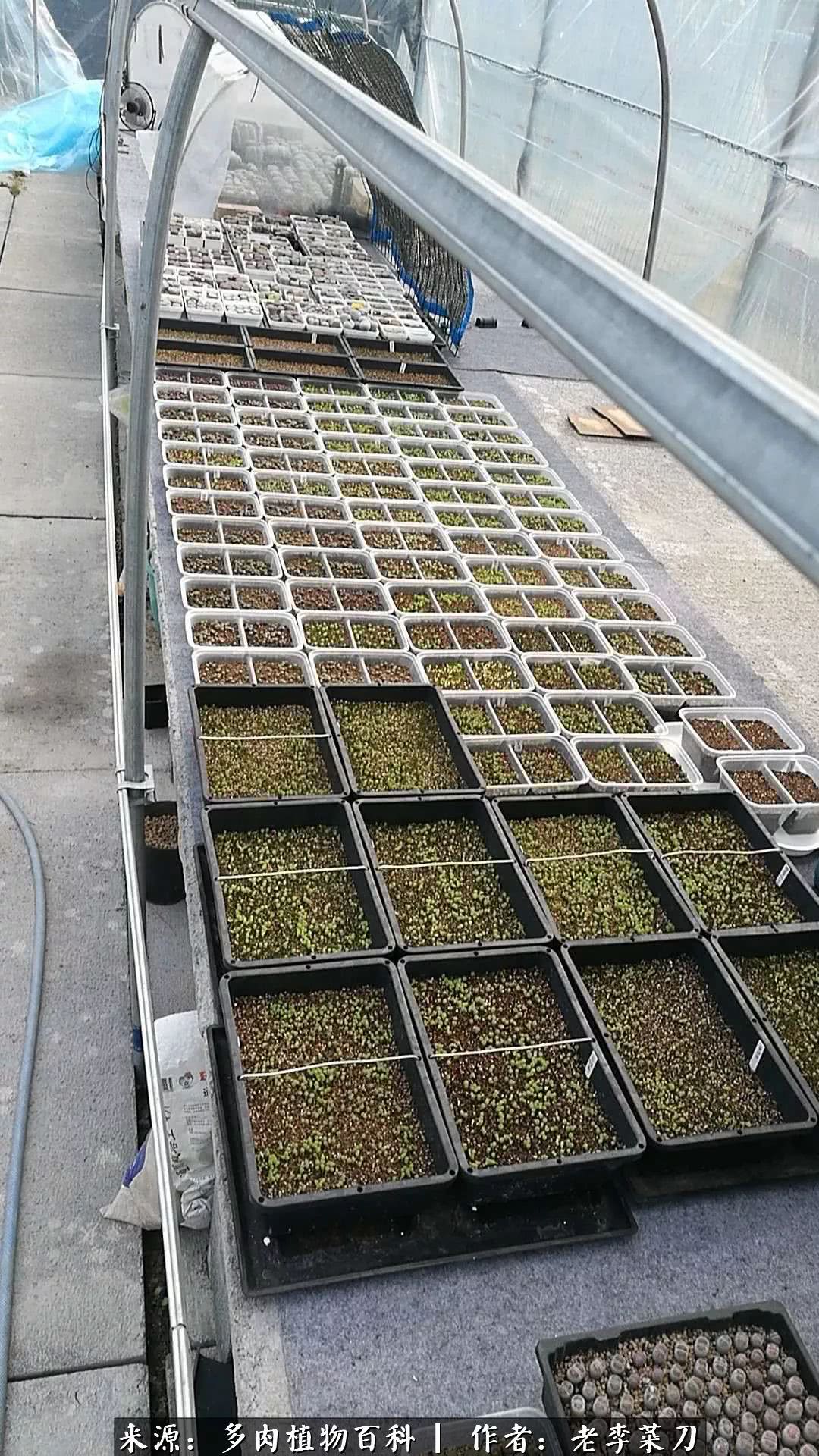 春季生石花种植,生石花冒芽需要把老叶片剪掉吗