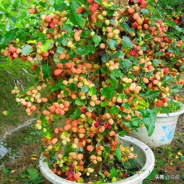 桑树怎么养成盆景,家里养不住植物是不是风水不好