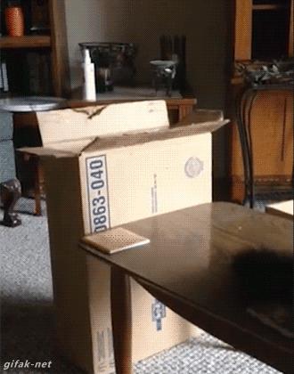 猫和老虎能杂交生育吗,猫和老虎可以生育吗