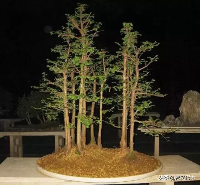 盆栽植物落叶是怎么回事,盆栽植物出现黄叶怎么处理