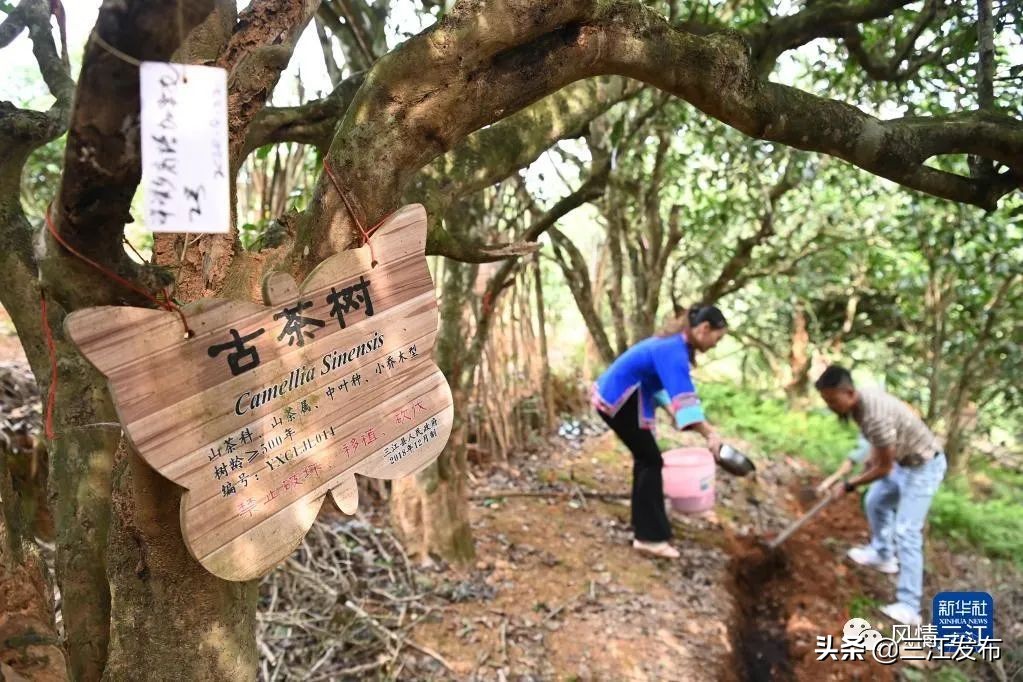 央视新闻报道三江,央视点评三江锅