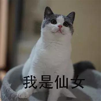 养猫猫推荐英短,新手第1次养猫还是养狗啊
