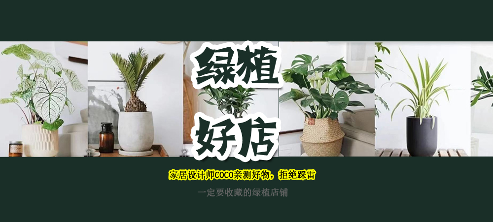 极简风格绿植店铺推荐 (室内店铺适合养的植物有香味)