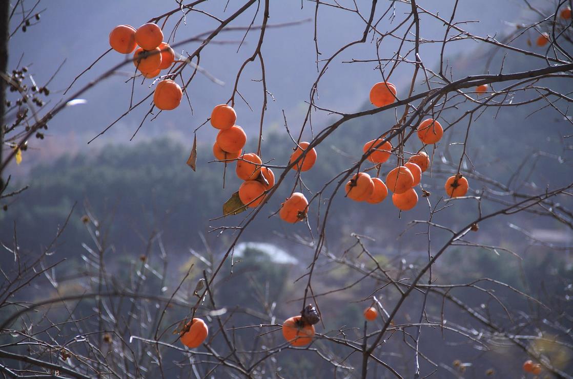 影像记录｜遇见最后一抹秋色——承德兴隆陡子峪乡蜂洞子
