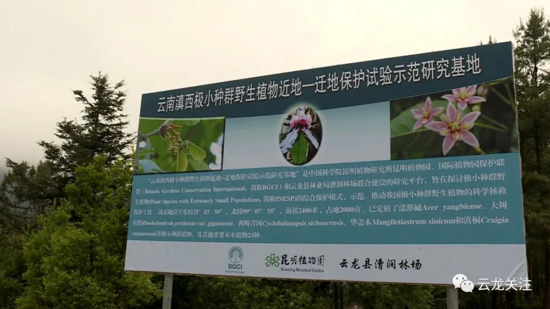 大理云龙上央视啦！这次因为漾濞槭