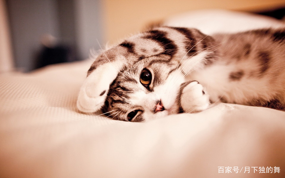 猫咪怕生怎么养熟,成年猫咪出门胆子小怎么纠正